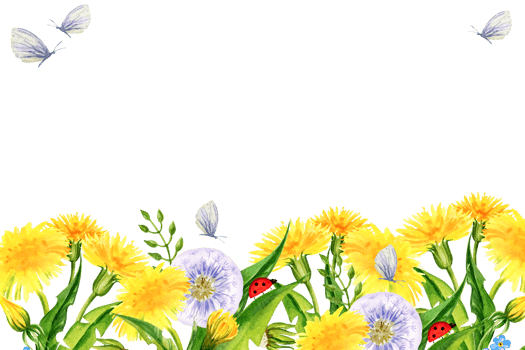 watercolor horizontal frame with summer field flowers, hand draw illustration of yellow dandelions and blow balls, leaves, herbs, butterfly png