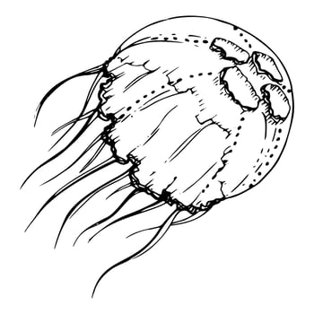 Jellyfish medusa tentacles Marine life, ocean underwater creature animal, Ink and pen sketch hand drawn. Single object illustration, stylized, isolated on white. Zoo shop, aquarium, cosmetics, resort vector