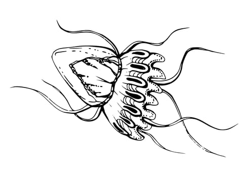 Jellyfish medusa tentacles Marine life, ocean underwater creature animal, Ink and pen sketch hand drawn. Single object illustration, stylized, isolated on white. Zoo shop, aquarium, cosmetics, resort vector