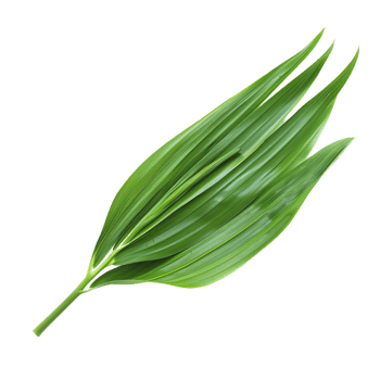 A pandan leaf, tropical herb element, Generated AI png