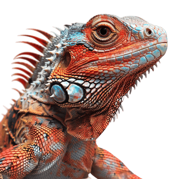 Isolated xigua on transparent background png