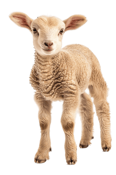 Lamb posing alone against transparent background png