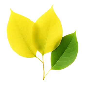 Fresh yellow ficus hispida leaf isolated on transparent background png