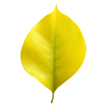 Fresh yellow ficus hispida leaf isolated on transparent background png