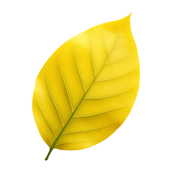 Fresh yellow ficus hispida leaf isolated on transparent background png