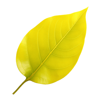 Fresh yellow ficus hispida leaf isolated on transparent background png