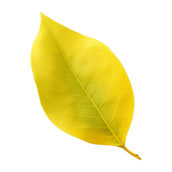 Fresh yellow ficus hispida leaf isolated on transparent background png