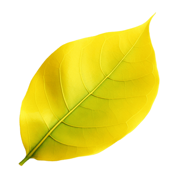 Fresh yellow ficus hispida leaf isolated on transparent background png