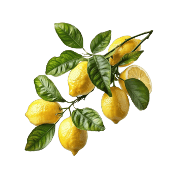 Lemon with leaves healthy fruit tree branch isolated on transparent background cutout png