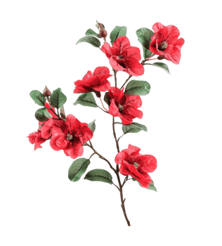Branch of red flowers plant isolated on transparent background cutout png