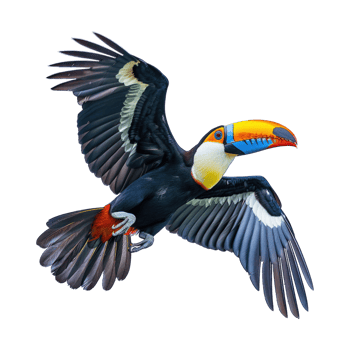 Toucan bird different colors flying isolated on transparent background cutout png