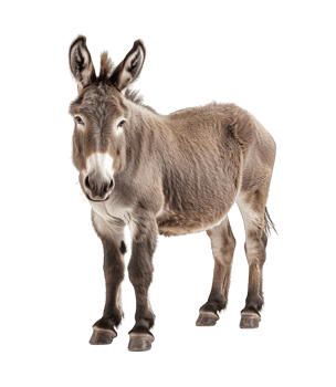 Donkey full body isolated on transparent background cutout png