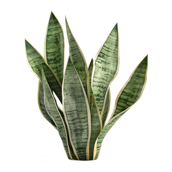 Snake Plant Sansevieria Trifasciata isolated on transparent background png