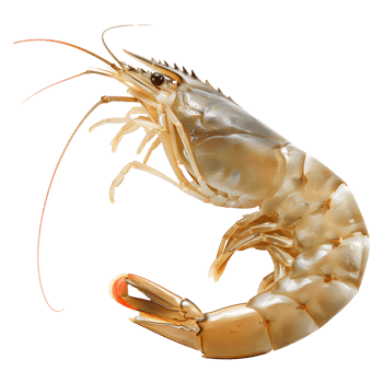 Shrimp isolated on transparent background png