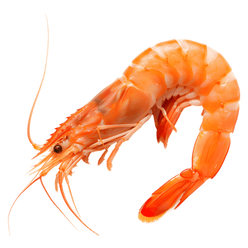 Zhejiang shrimp isolated on transparent background png