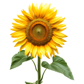 One sunflower alone isolated on transparent background png