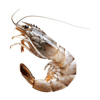 Shrimp isolated on transparent background png