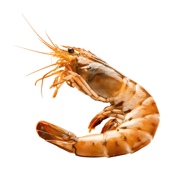 Shrimp isolated on transparent background png