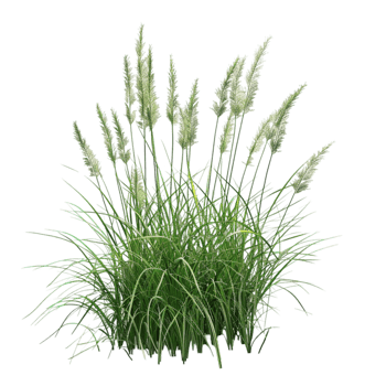 Stalk of Wheat with Green Leaves and Golden-Brown Seeds on Transparent background AI-Generative png