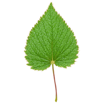 Strawberry Leaf compound red leaf with serrated leaflets and a slightly leathery texture Fragaria vesca png