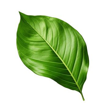 A green leaf isolated on transparent background png