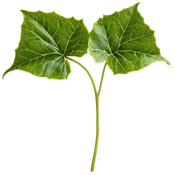 Ivy leaf three lobed leaf with glossy green surface and prominent veins Hedera helix png