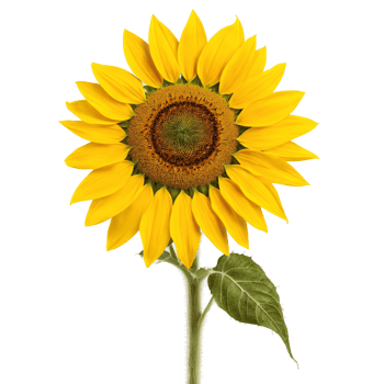 Sunflower vibrant yellow petals surrounding dark brown center seeds visible Helianthus annuus. Flowers isolated on transparent background png