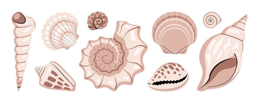Sea shells collection isolated on white background. vector