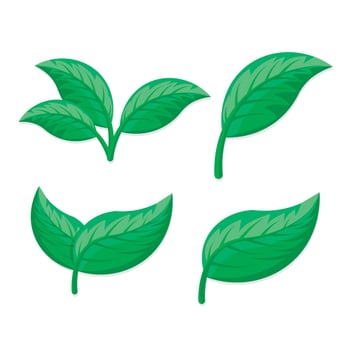 collection of leaf illustrations vector