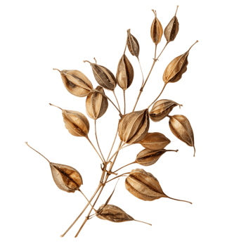 Green chiretta seeds isolated on transparent background png