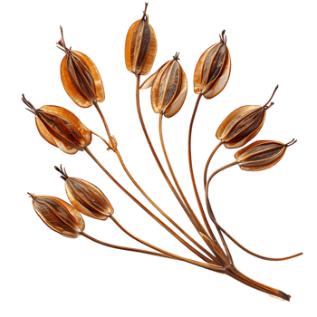 Green chiretta seeds isolated on transparent background png