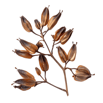 Green chiretta seeds isolated on transparent background png