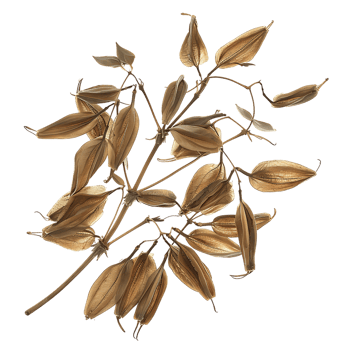 Green chiretta seeds isolated on transparent background png