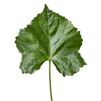 isolated Hibiscus liliaceous leaf over transparent background png