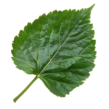 isolated Hibiscus liliaceous leaf over transparent background png