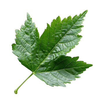 isolated Hibiscus liliaceous leaf over transparent background png