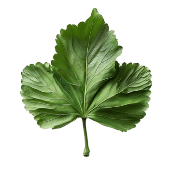isolated Hibiscus liliaceous leaf over transparent background png