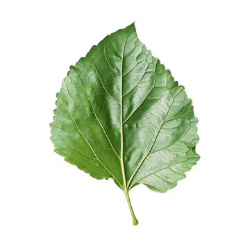 isolated Hibiscus liliaceous leaf over transparent background png