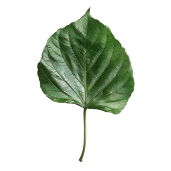 isolated Hibiscus liliaceous leaf over transparent background png