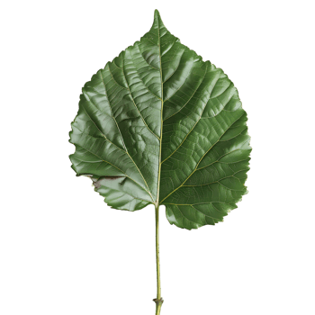 isolated Hibiscus liliaceous leaf over transparent background png