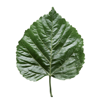 isolated Hibiscus liliaceous leaf over transparent background png