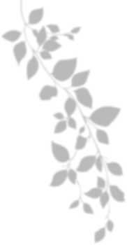 Realistic gray shadow of leaf overlay strands isolated on a transparent background. natural leaves shadow and summer design elements, top view, flat lay png