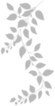 Realistic gray shadow of leaf overlay strands isolated on a transparent background. natural leaves shadow and summer design elements, top view, flat lay png