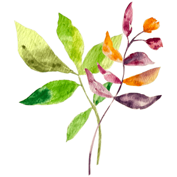 Watercolor abstract bouquets and arrangement. png