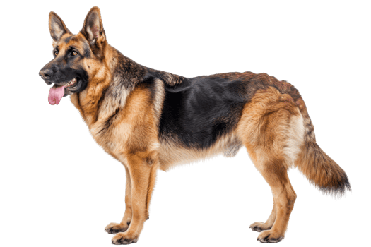 German Shepherd Dog StandingIsolated png