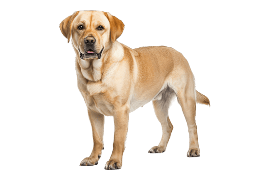 Golden Retriever Dog Standing png