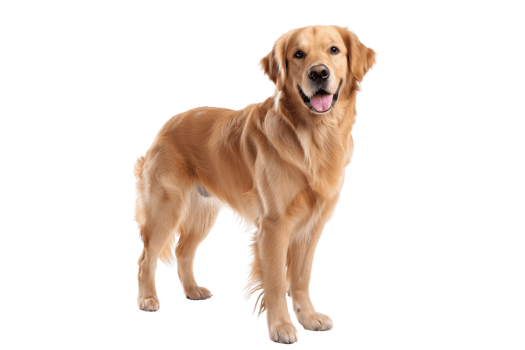 Golden Retriever Standing Isolated png