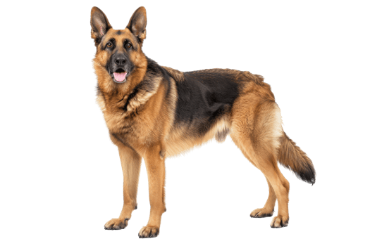 German Shepherd Dog Standing Isolated png
