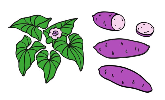 Sweet potato plant hand drawn set with tuber, yam, leaf, flower. Color illustration on isolated background. Healthy Food, dessert. Design Elements for label, card, sticker, menu, print, paper vector