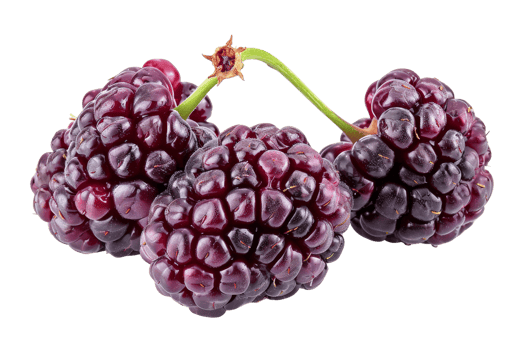 Fresh Blackberries Isolated png